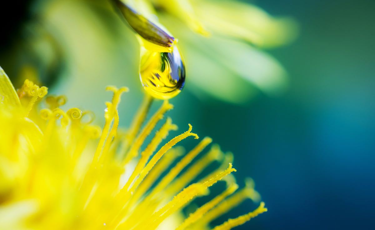 Phytothérapie NUTRAFluid®