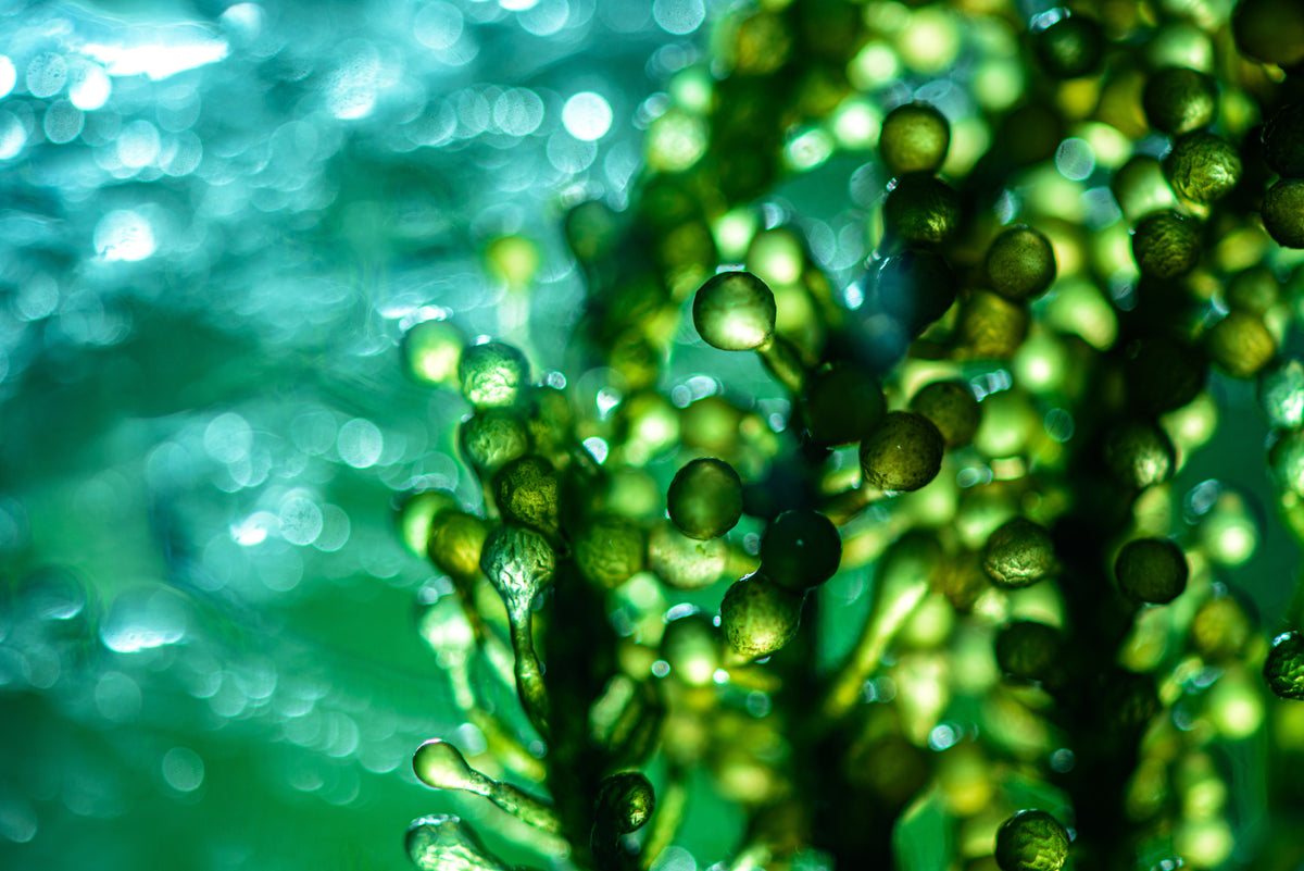 Gamme de compléments alimentaires naturels Nutravance